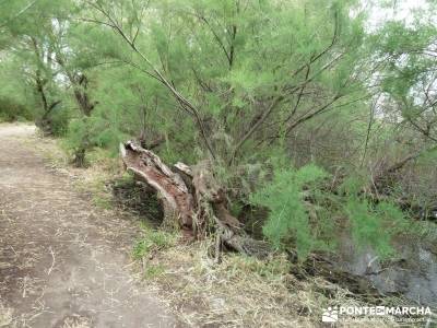 Tablas de Daimiel - Senderismo básico;madera tejo;senderismo en la comunidad de madrid